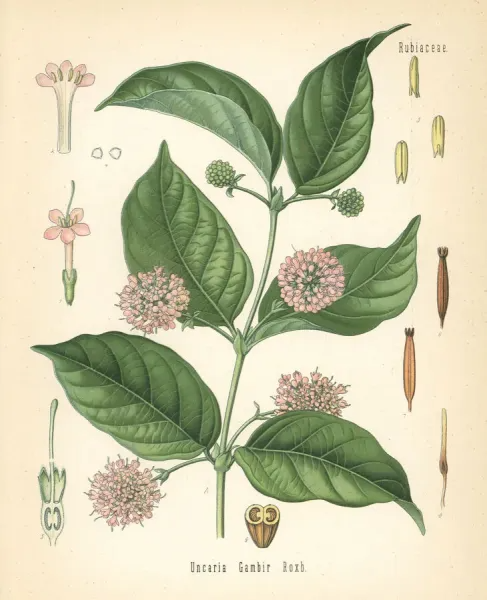 uncaria gambir sarawak malaysia image